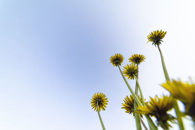 Low angle view of flowering plant against clear sky