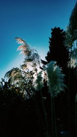 Low angle view of trees against clear blue sky