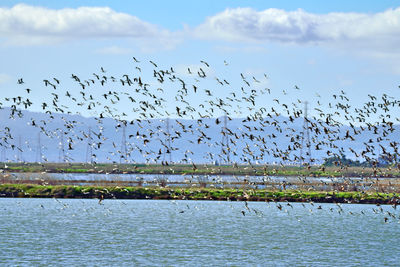 Birds flying over sea against sky