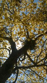 Low angle view of tree against sky