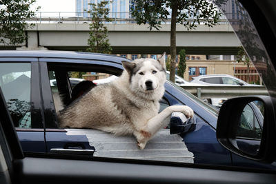 Close-up of dog in car