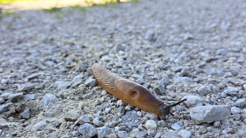 Close-up of snail