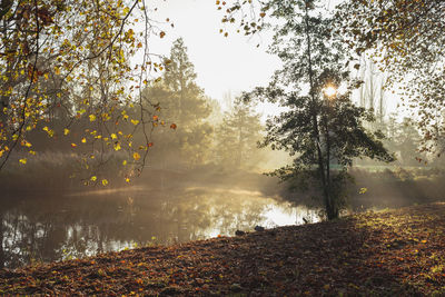 The sun's rays break through the branches of trees on an autumn foggy morning.