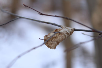 Close-up of dried leaf on twig during winter