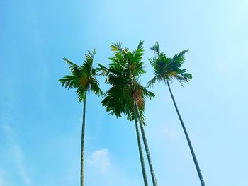 Low angle view of coconut palm tree against blue sky