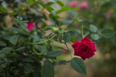 Close-up of red flowers blooming outdoors