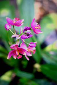 Close-up of pink flowering plant