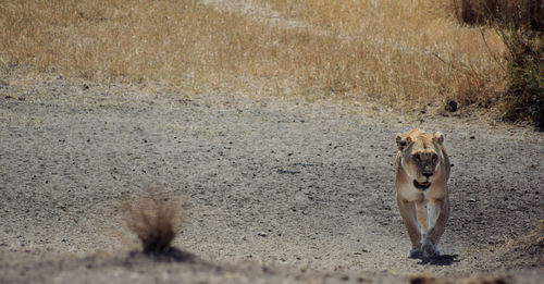 Portrait of dog