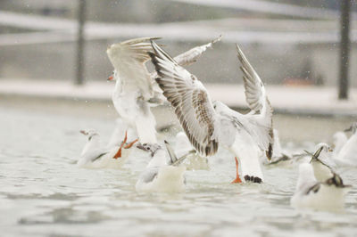 Seagulls flying in the water