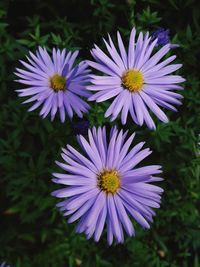 Close-up of purple flowers blooming outdoors