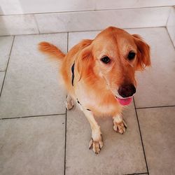 High angle view of dog on footpath