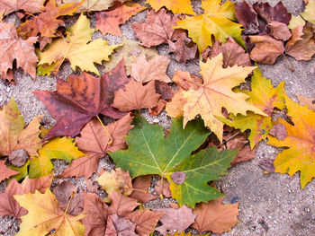 Close-up of maple leaves fallen in autumn