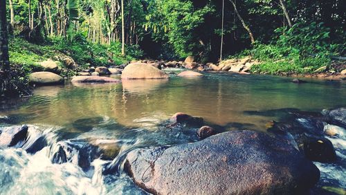 Scenic view of river in forest