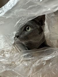 Portrait of crumpled plastic