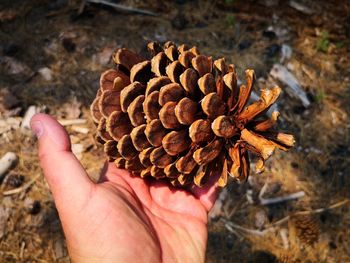 Close-up of hand holding pine cone