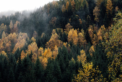 High angle view of autumn trees in forest