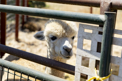 View of an animal pen