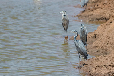 High angle view of gray heron perching on lake