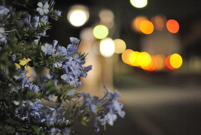 Close-up of illuminated flowering plants