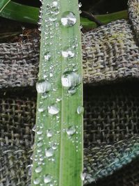 Close-up of water drops on leaf