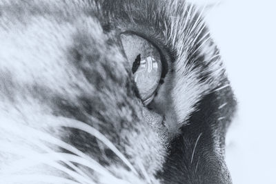 Close-up portrait of horse