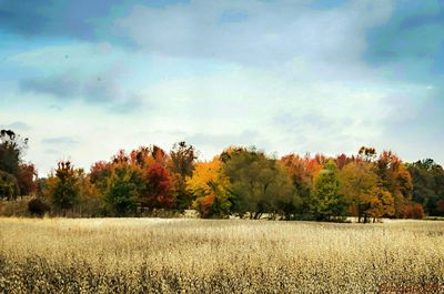 Trees on field against sky