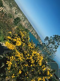 Yellow flowers blooming on landscape