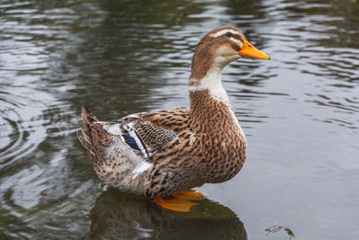 Duck swimming in lake