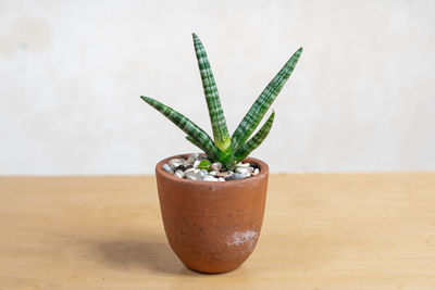 Close-up of potted plant on table