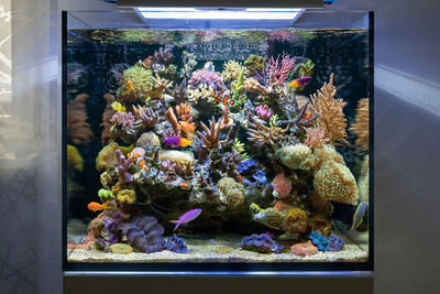 Flowers in fish tank at aquarium