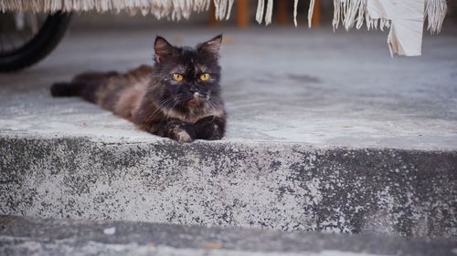 Portrait of cat sitting on floor