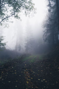 Scenic view of forest against sky