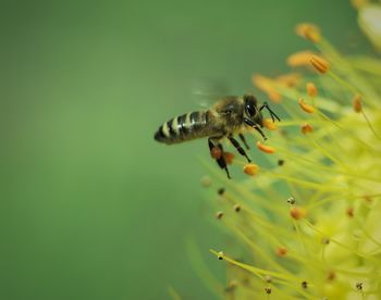 Close-up of bee pollinating on flower