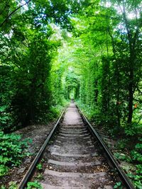 Railroad tracks amidst trees in forest