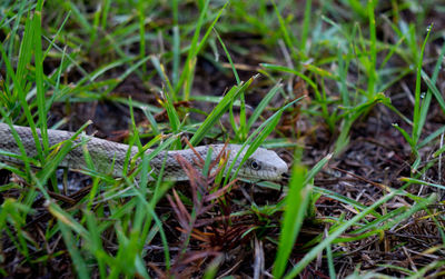 High angle view of grass on field