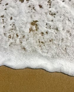 Close-up of lizard on sand at beach