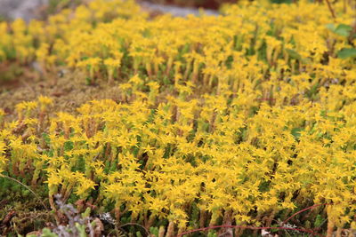 Yellow flowers growing on field