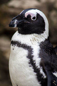 Close-up of a penguin