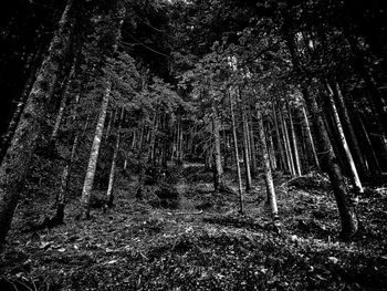 View of trees in the forest