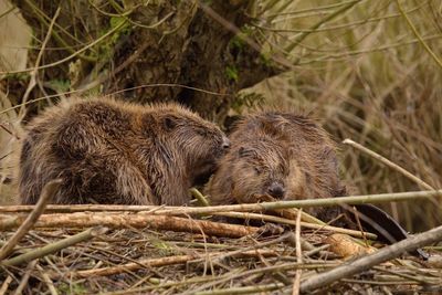 Beavers on field