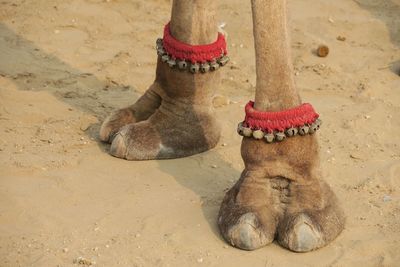 Low section of horse on sand