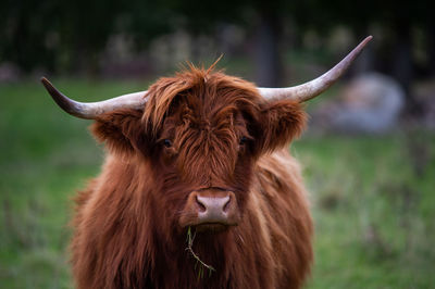 Close-up of a horse on field