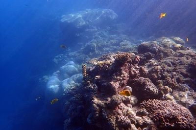 sea