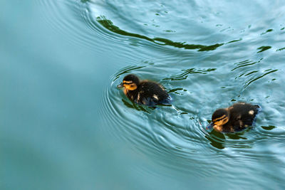 High angle view of duck swimming in lake