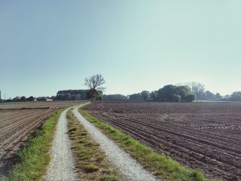 Scenic view of agricultural field against clear sky