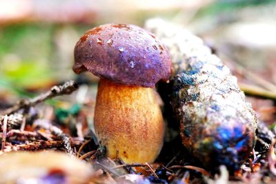 Close-up of mushroom growing on field