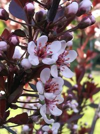 Close-up of cherry blossom tree