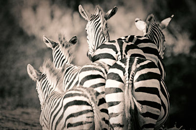 View of zebras at zoo