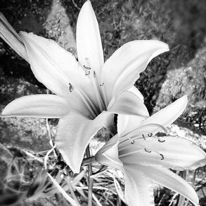 Close-up of white flower