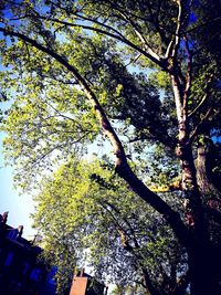 Low angle view of tree against sky